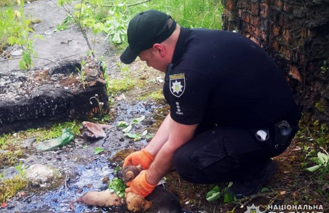 Застряли в растопленной смоле: в Хмельницкой области полицейский спас щенков из смертельной ловушки, фото