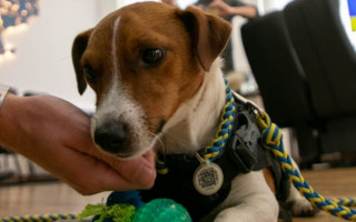 Дві ветеранські організації США нагородили пса Патрона, фото