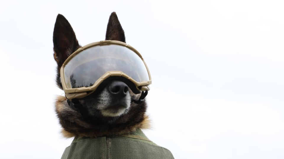 Пограничники-кинологи получили защитную амуницию для служебных собак, фото