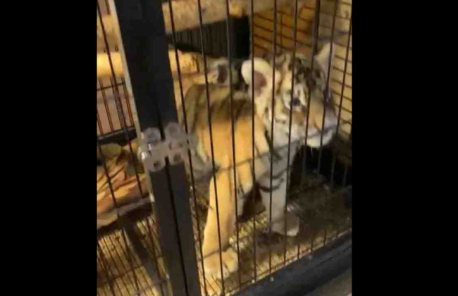 У Києві торгували тигренятами: прокуратура відкрила провадження, фото