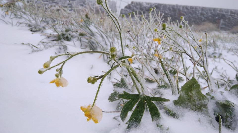 В Украине выпал первый снег: куда пришла зима, фото и видео