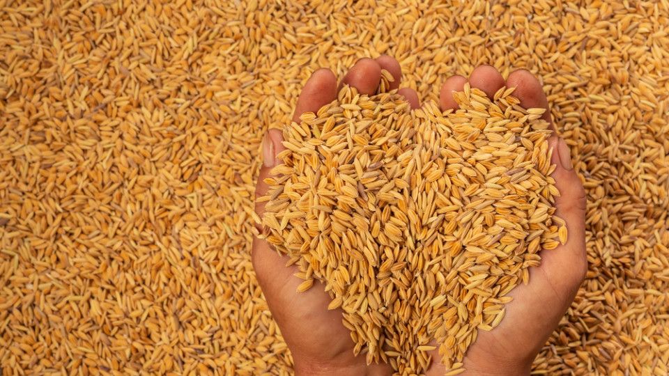 Депутаты "освободили" экспортеров зерна от обязательных депозитов за его вывоз