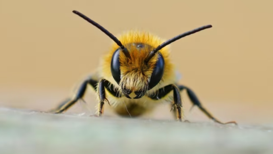 Украинцы теперь могут экспортировать в Канаду живых пчел – Госпродпотребслужба