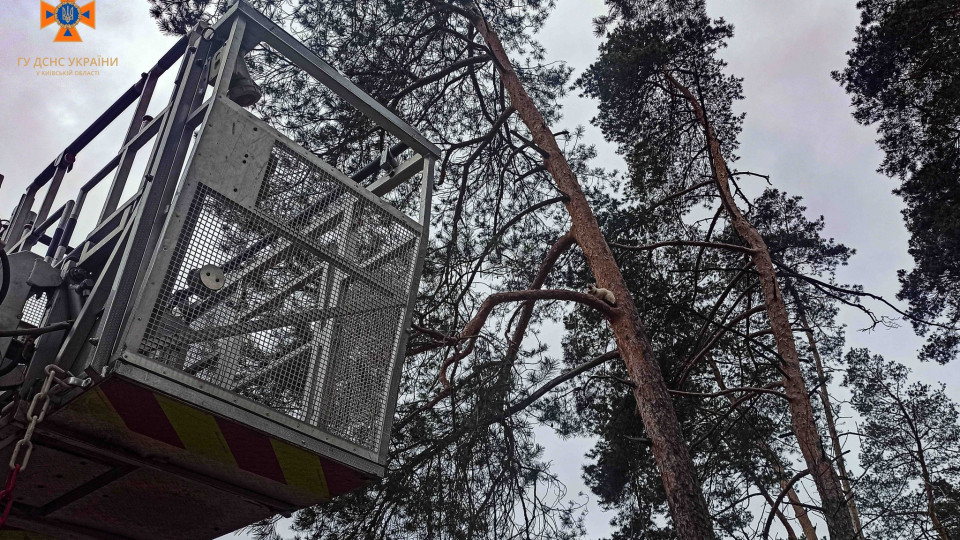 На Киевщине волонтеры с местными жителями трое суток подряд пытались снять кота с высоты более 11 метров, фото