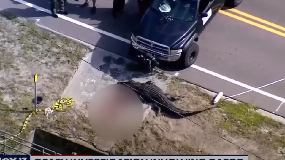 У Флориді в США зловили алігатора з людськими рештками, відео