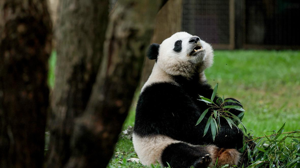 Незвична дипломатія: Китай забирає усіх своїх панд із зоопарків США
