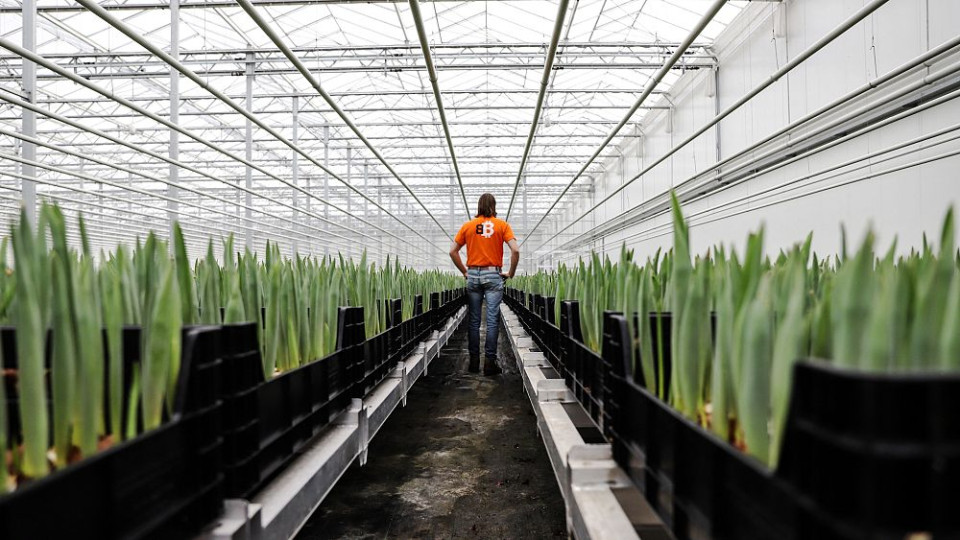 У Нідерландах в теплиці, де вирощують тюльпани, замінюють газ на тепло від майнінгу біткойнів