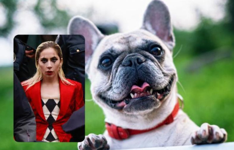Леді Гага не платитиме $500 000 викрадачці її собак: рішення суду