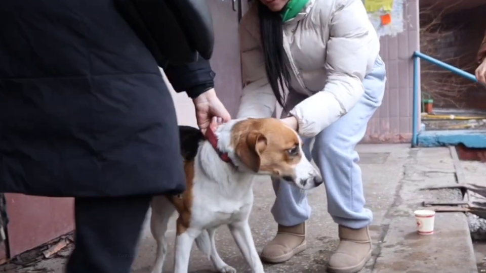 Из-под завалов многоэтажки в Голосеевском районе достали двух собак: одной удалось выжить, видео