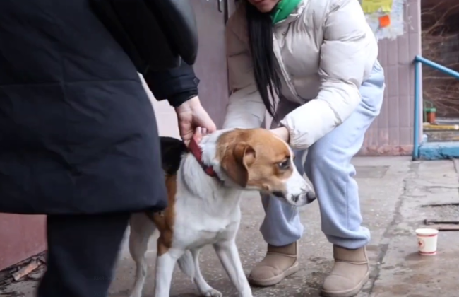 Из-под завалов многоэтажки в Голосеевском районе достали двух собак: одной удалось выжить, видео