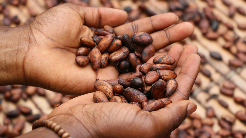 Світу загрожує подорожчання шоколаду та інших кондитерських виробів — усе через какао