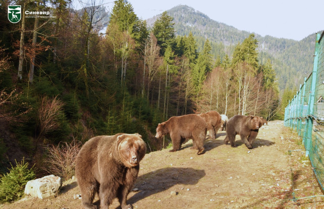 У Карпатах почали прокидатися ведмеді: фото та відео