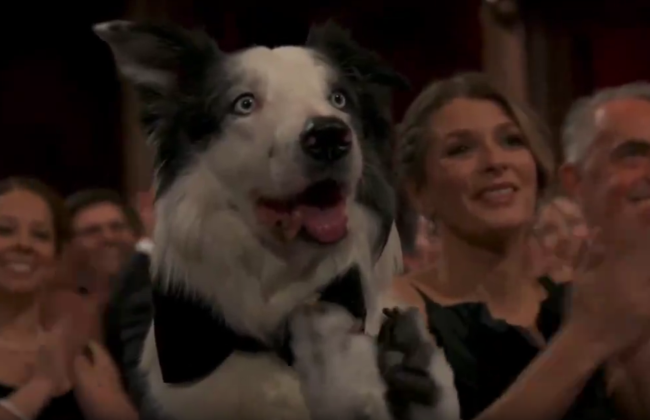 Собака Месси, который снялся в «Анатомии падения», стал звездой «Оскара»: видео