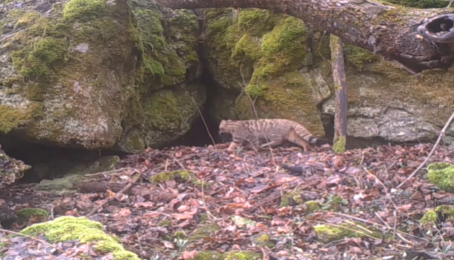 В природном парке на Тернопольщине заметили краснокнижного лесного кота, видео