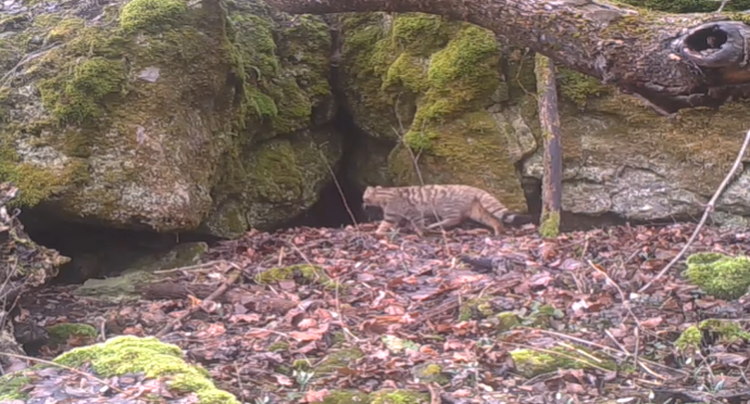 В природном парке на Тернопольщине заметили краснокнижного лесного кота, видео