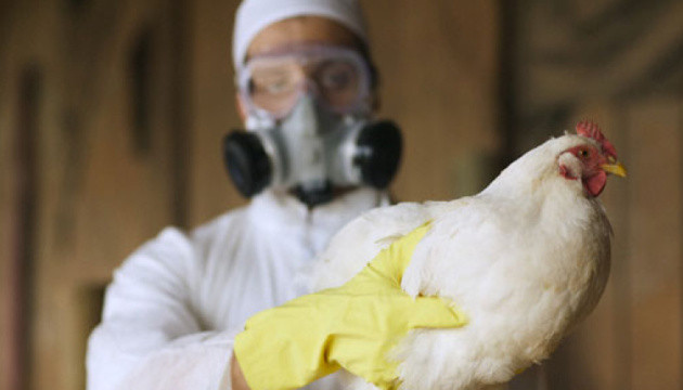 Причиною наступної масштабної пандемії може стати пташиний грип