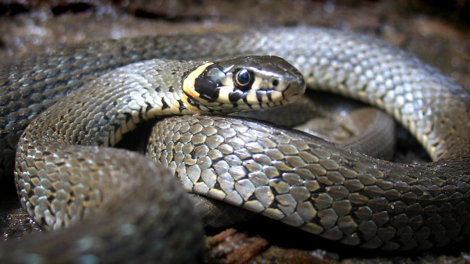 У Києві в одному з парків побачили клубок змій: відео