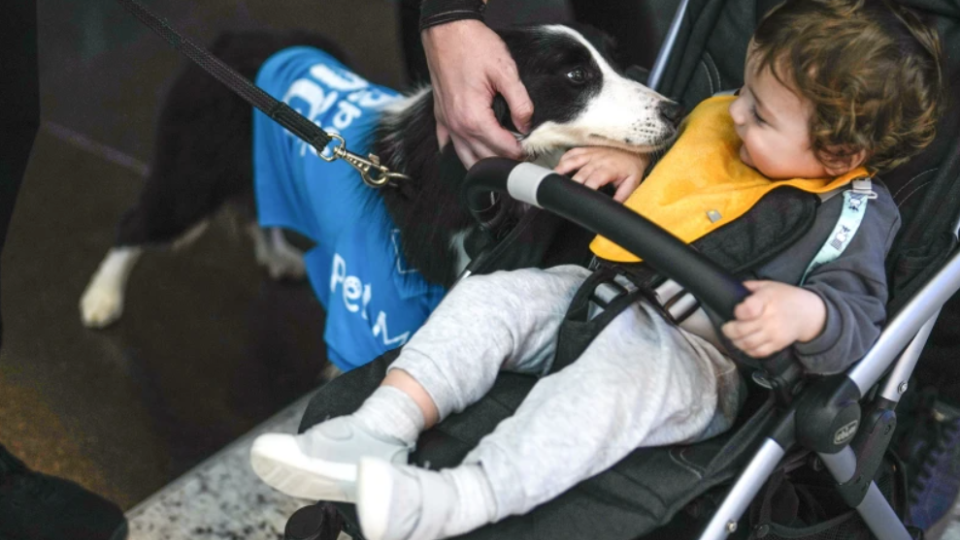 Аеропорт Стамбулу найняв собак-терапевтів, які заспокоюватимуть мандрівників