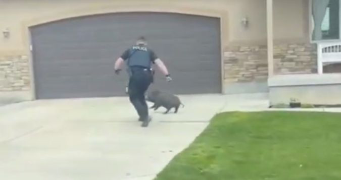 У США поліція влаштувала гонитву за свинями: курйозне відео
