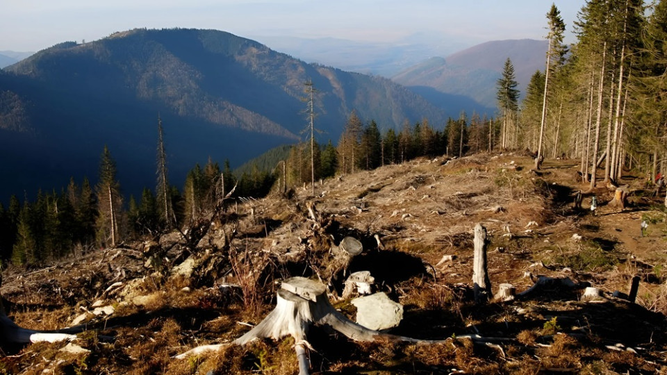На Прикарпатті судитимуть керівництво лісгоспу за незаконну вирубку лісу на 250 мільйонів гривень, — ДБР