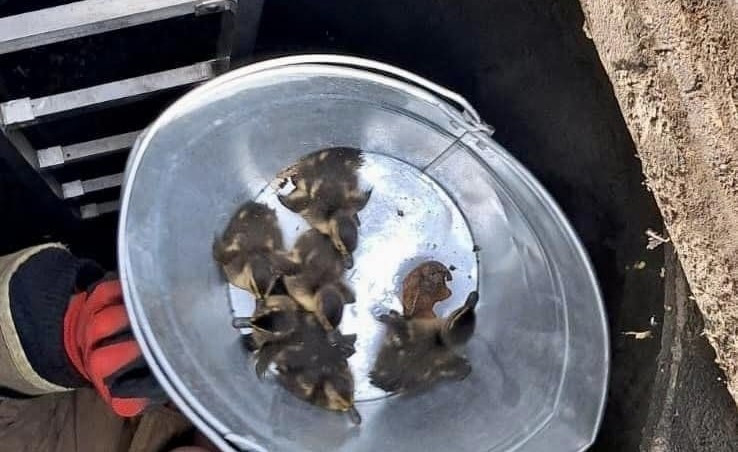 На Франківщині бійці ДСНС врятували пташенят, яких загубила мама-качка