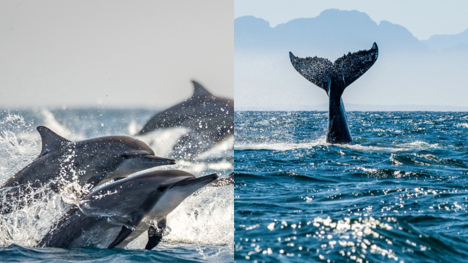 Китов и дельфинов в Тихом океане официально признали лицами с правосубъектностью: это будет способствовать защите морских млекопитающих