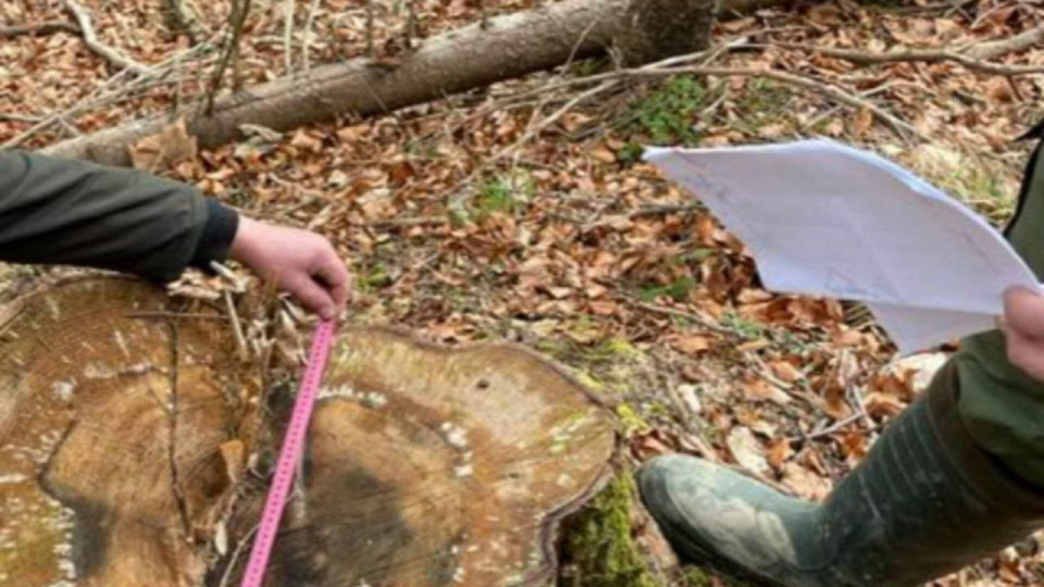 Незаконная порубка леса на 900 тысяч гривен: на Буковине будут судить экс-чиновника лесного хозяйства