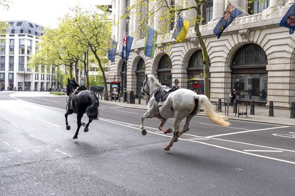 В центре Лондона армейские кони вырвались на свободу: несколько человек пострадали, фото
