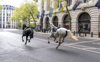 У центрі Лондона армійські коні вирвались на свободу: кілька людей постраждали, фото