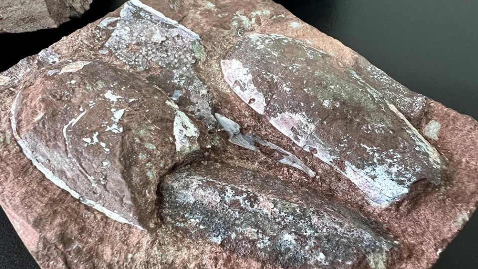 Тернополянин пытался незаконно отправить за границу по почте камни с отпечатками существ, которым более 400 млн лет