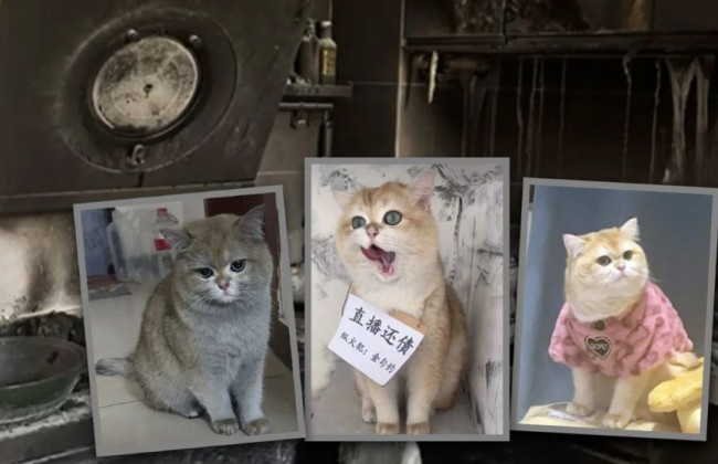 В Китае кота, который сжег дом, отправили на «работу» для возмещения ущерба: фото