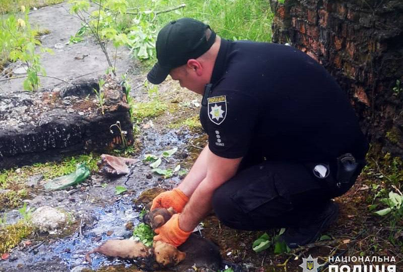 Застрягли у розтопленій смолі: на Хмельниччині поліцейський врятував цуценят зі смертельної пастки, фото