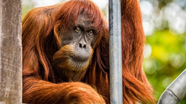 Малайзія розглядає впровадження «дипломатії орангутанів» з країнами-імпортерами пальмової олії