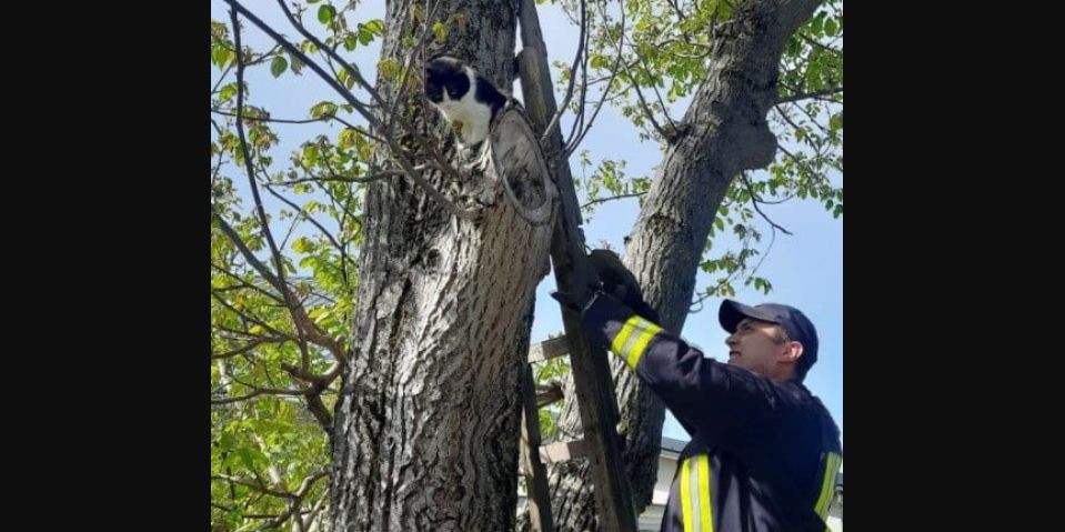 В Киевской области чрезвычайники спасли котика, который сутки провел на дереве: фото