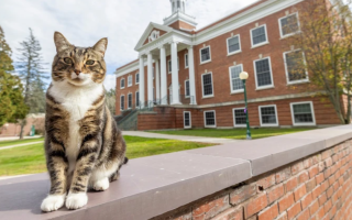 В университете США кот получил степень доктора наук