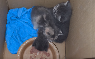 У Києві рятувальники дістали трьох кошенят з-під завалів — ДСНС, відео