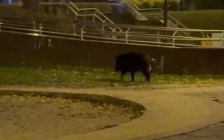 В Киеве посреди парка заметили дикого кабана, видео