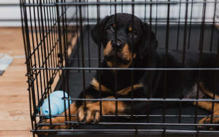 Конфискация животных сквозь призму административного права