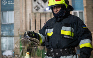 У Тернополі рятувальники знайшли папугу серед руїн зруйнованої багатоповерхівки: відео