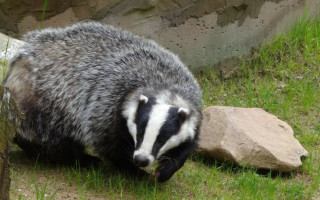 Рада включила в повестку дня скандальный законопроект об охоте: в перечень охотничьих животных добавляют барсука