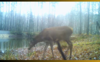 У Чорнобильській зоні фотопастка зняла самця оленя з «гаремом» самиць – відео