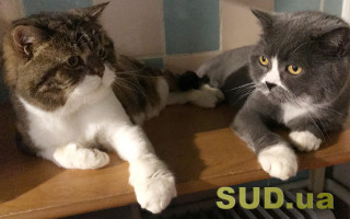 Домашних животных можно будет передавать по завещанию: Украина обновляет Гражданский кодекс