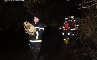 Затопление приюта в Кропивницком: сотни животных спасают из-за разлива реки, фото