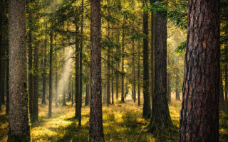 Лес без статуса: апелляция в Виннице обязала городской совет вернуться к земельному решению