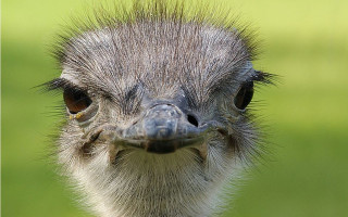 В Белой Церкви мужчина завел страуса в гараже – полиция начала расследование