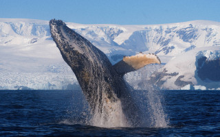 Украинские полярники сняли «прощальное шоу» горбатого кита в Антарктике – фото