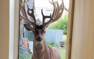 В Ровенской области 28-летняя водительница сбила известного в TikTok оленя Бориса и скрылась с места ДТП