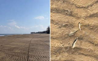 На Киевском водохранилище зафиксировали массовую гибель рыбы — экологи бьют тревогу